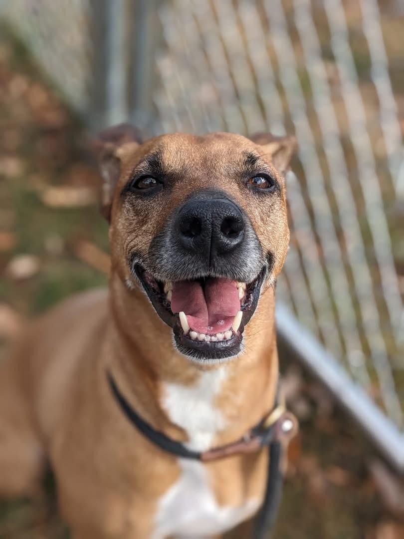 Enlarge Grace (ID 48861/815), a Adoptable Hound in Manassas, VA image 3/4