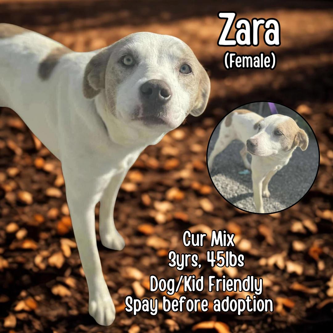 Zara, Adopted, Adult Female Mountain Cur.