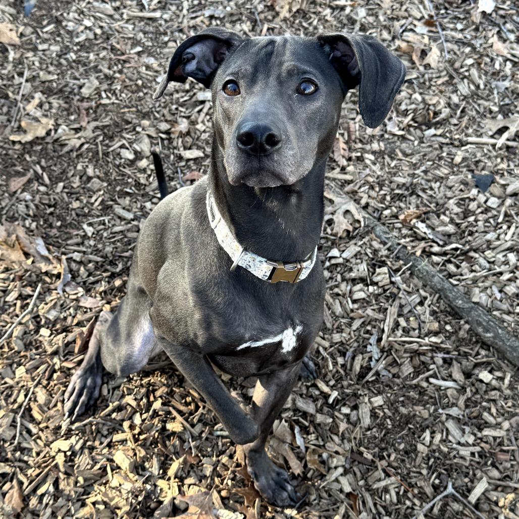 Enlarge Jojo, a Adoptable mixed breed in Nashville, TN image 1/5