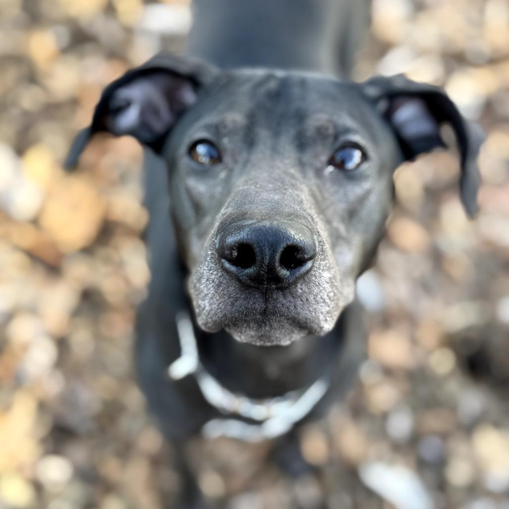 Enlarge Jojo, a Adoptable mixed breed in Nashville, TN image 2/5