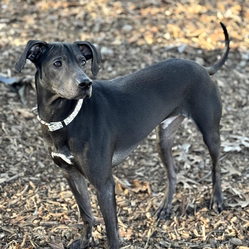 Enlarge Jojo, a Adoptable mixed breed in Nashville, TN image 3/5