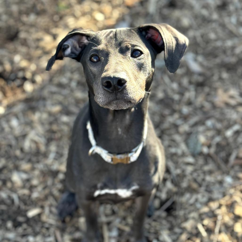 Enlarge Jojo, a Adoptable mixed breed in Nashville, TN image 4/5