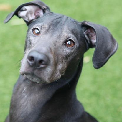 Enlarge Jojo, a Adoptable mixed breed in Nashville, TN image 5/5