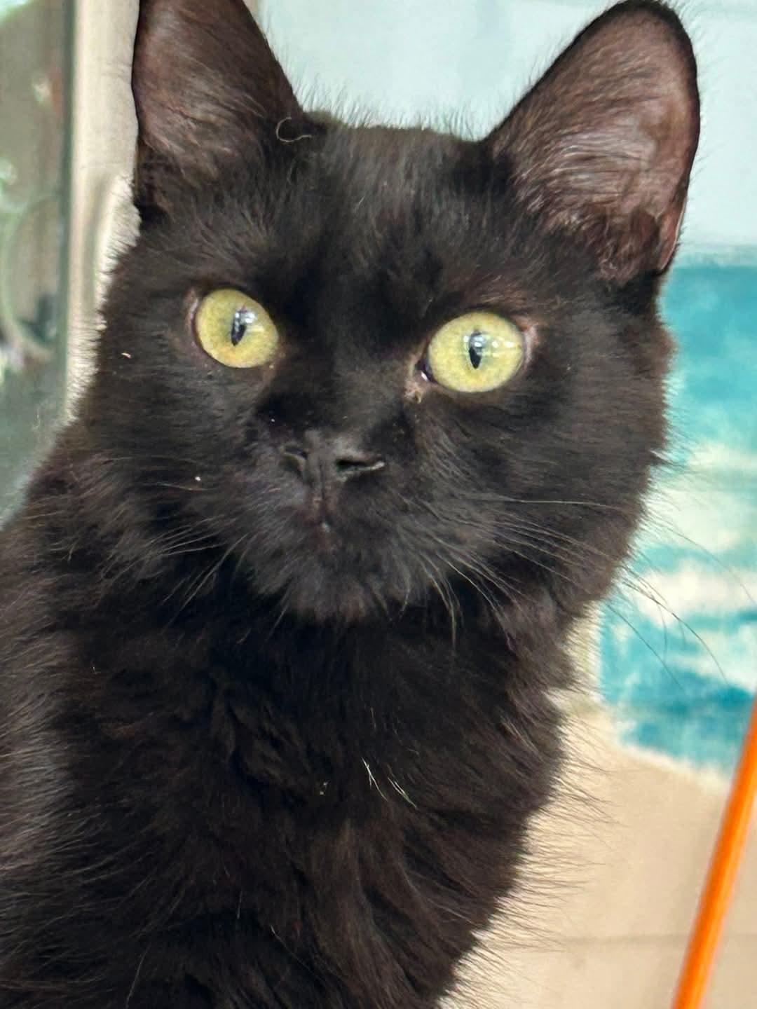 Frida, Adoptable, Young Female Domestic Short Hair.