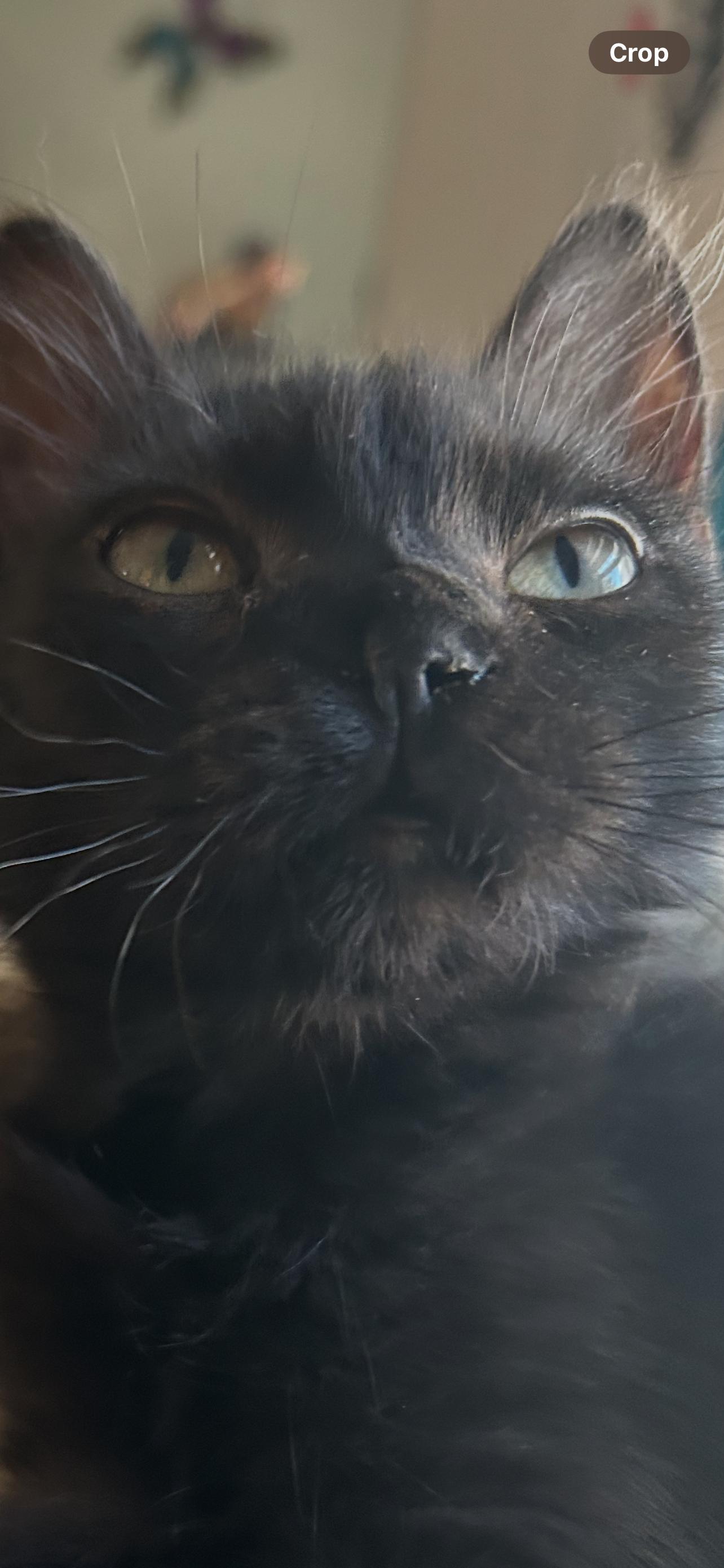 Enlarge Frida, a Adoptable Domestic Short Hair in Longwood, FL image 2/3