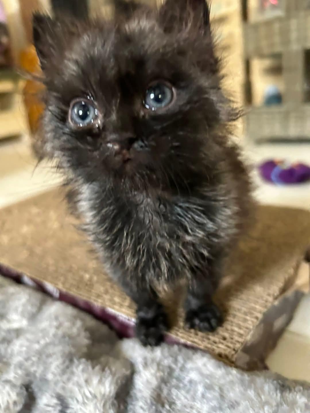 Enlarge Frida, a Adoptable Domestic Short Hair in Longwood, FL image 3/3