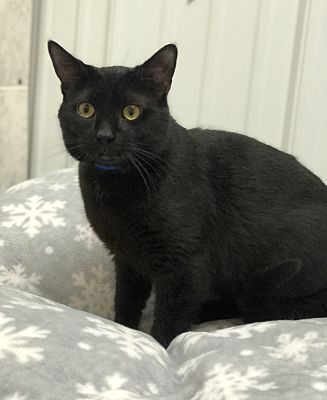 Donavan, a Adoptable Domestic Short Hair in Pottsville, PA image 1/4