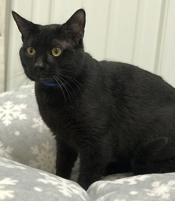 Donavan, a Adoptable Domestic Short Hair in Pottsville, PA image 2/4