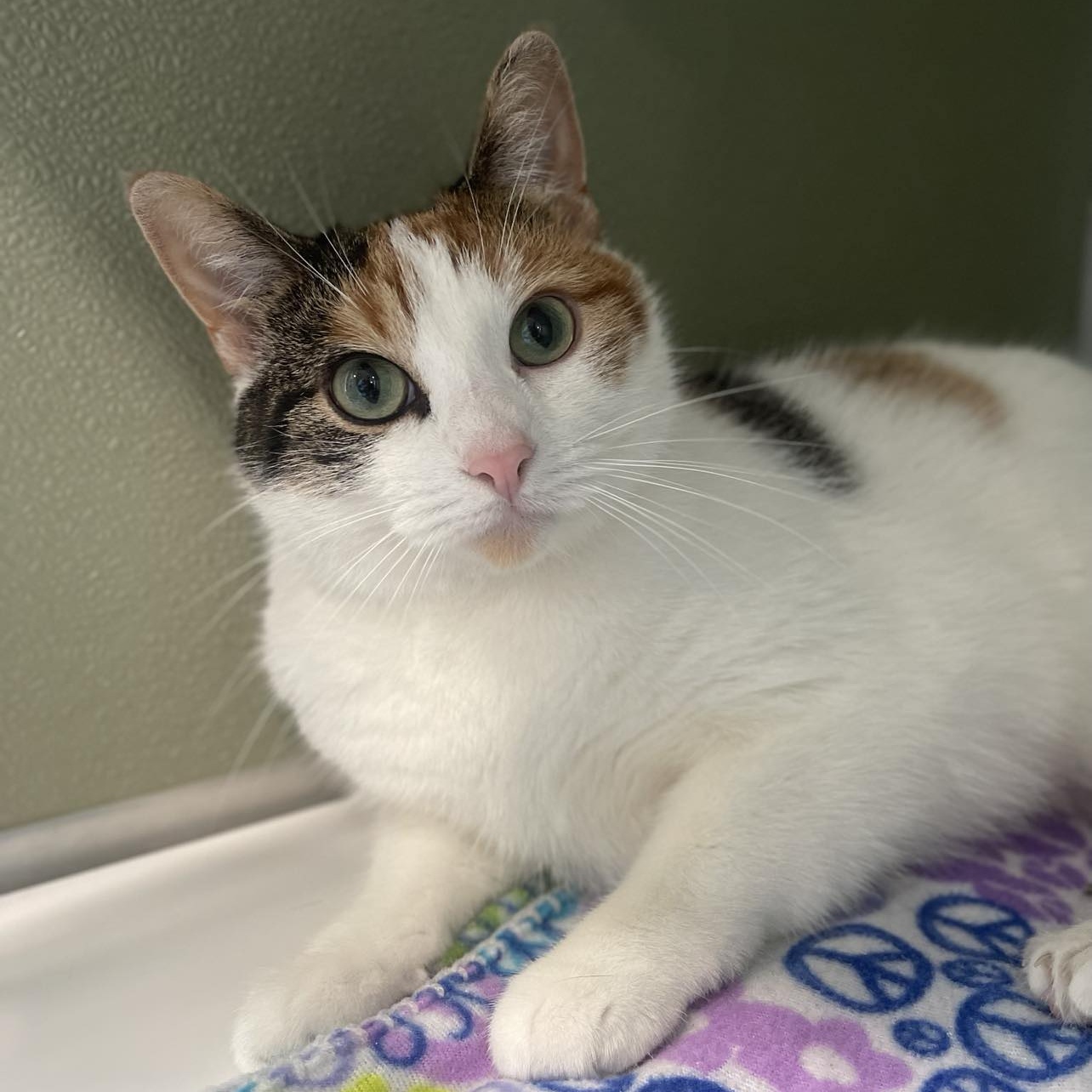Elsie (bonded With Esme)