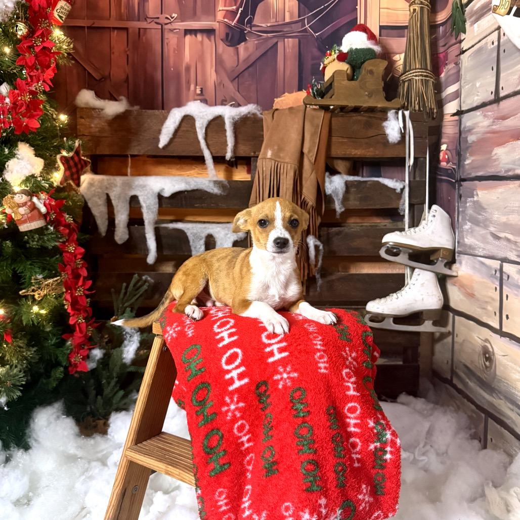 Rudolph, Adoptable, Puppy Male Chihuahua & Dachshund.