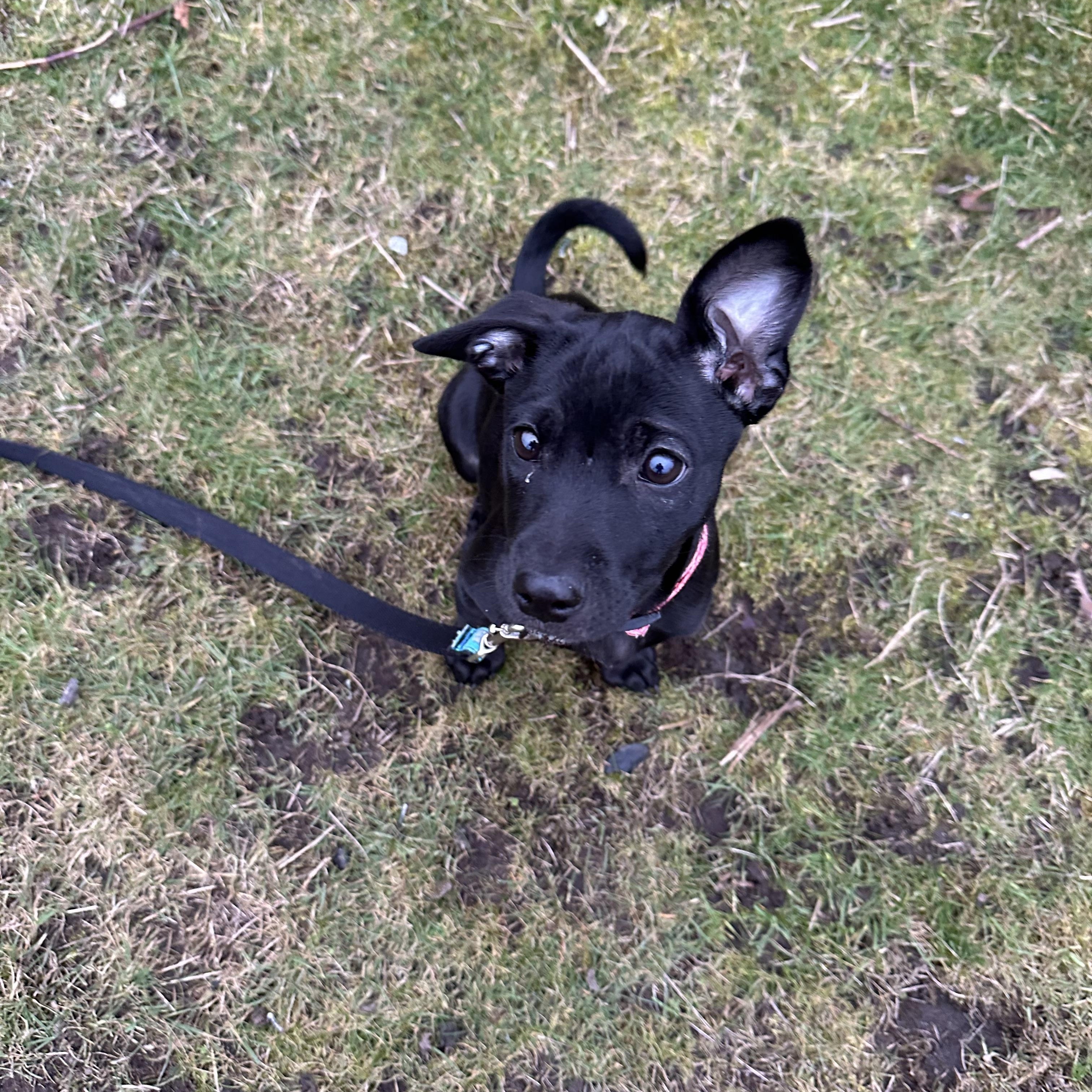 Enlarge Rebecca- the sato has arrived!, an adoptable mixed breed in Lake Forest, IL image 2/5