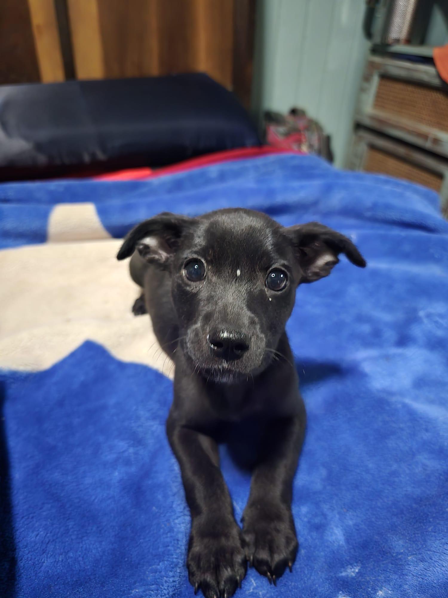 Rebecca- the sato has arrived!, adoptable, Puppy Female Patterdale Terrier / Fell Terrier & Black Labrador Retriever.