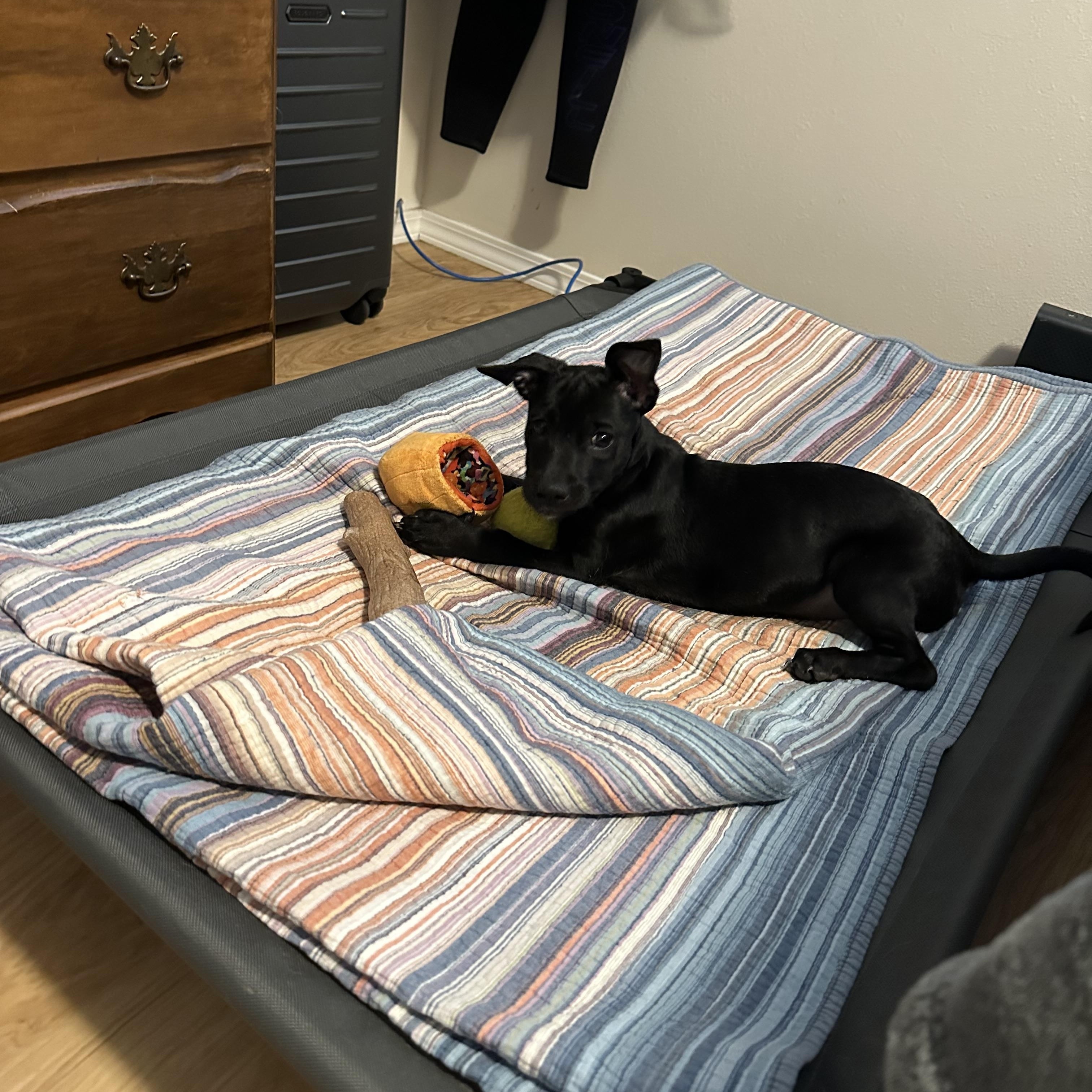 Enlarge Rebecca- the sato has arrived!, an adoptable mixed breed in Lake Forest, IL image 3/5