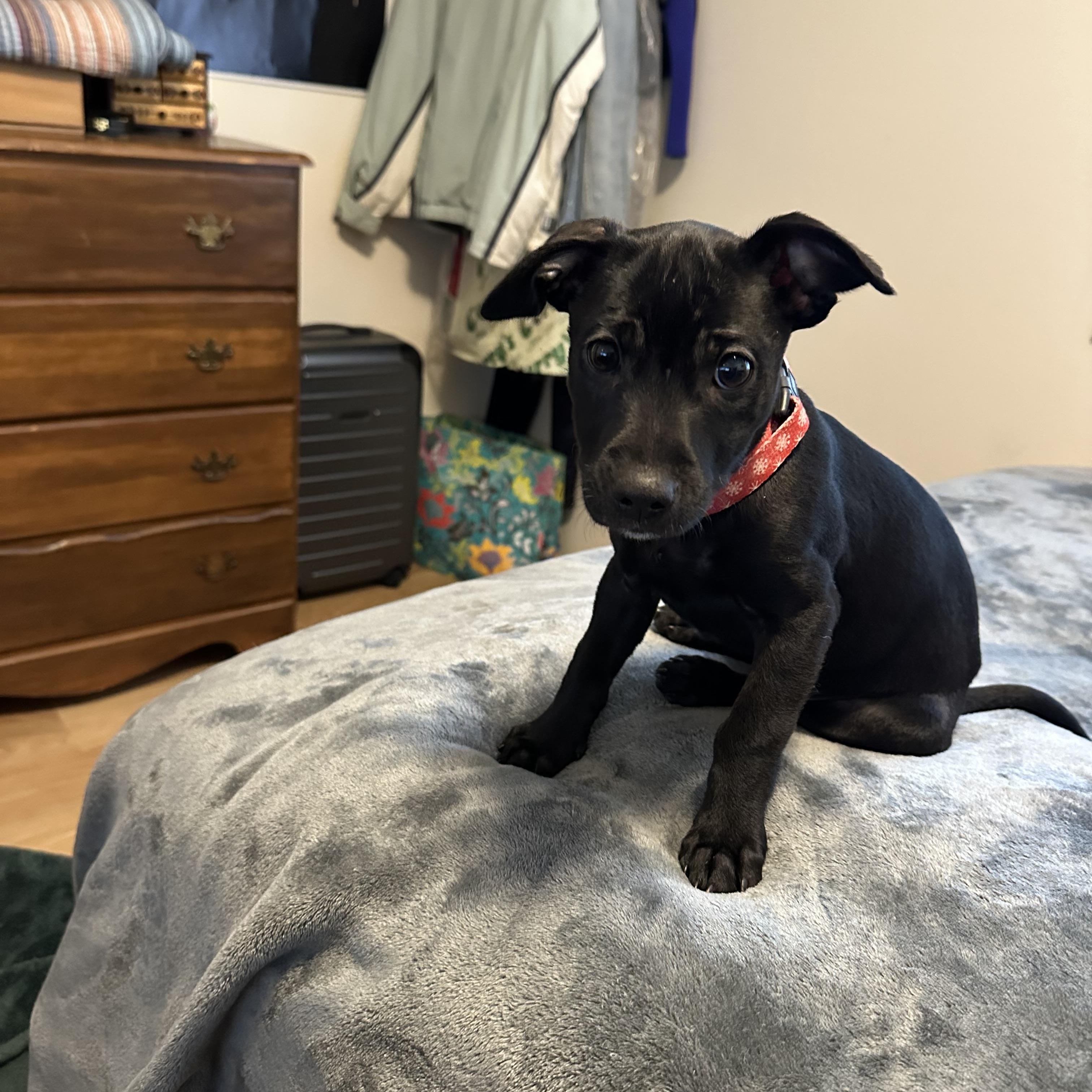 Enlarge Rebecca- the sato has arrived!, an adoptable mixed breed in Lake Forest, IL image 5/5