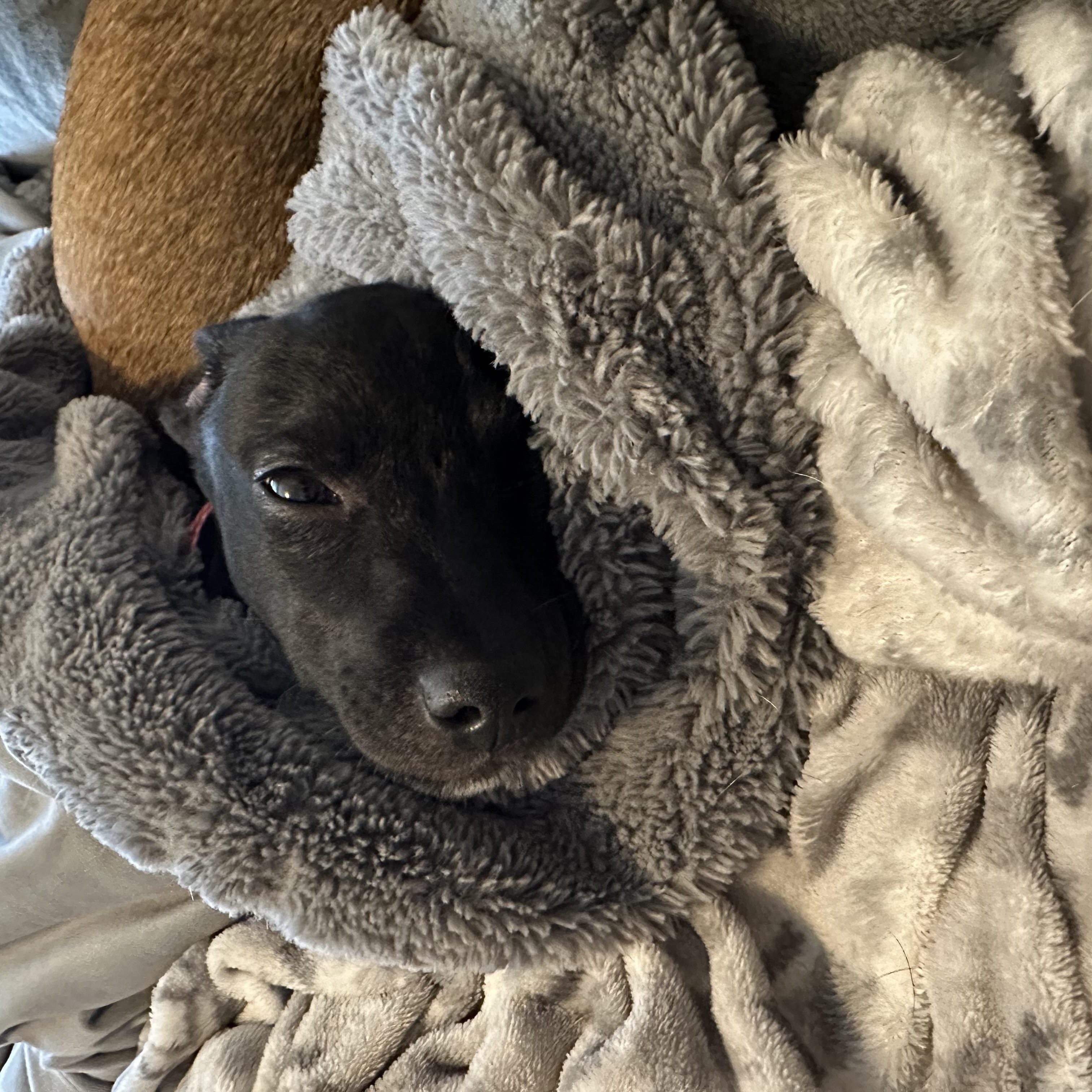 Enlarge Rebecca- the sato has arrived!, an adoptable mixed breed in Lake Forest, IL image 4/5