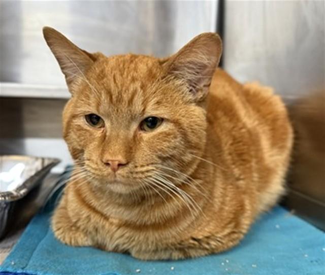 GANTU, Adoptable, Young Male Domestic Short Hair.