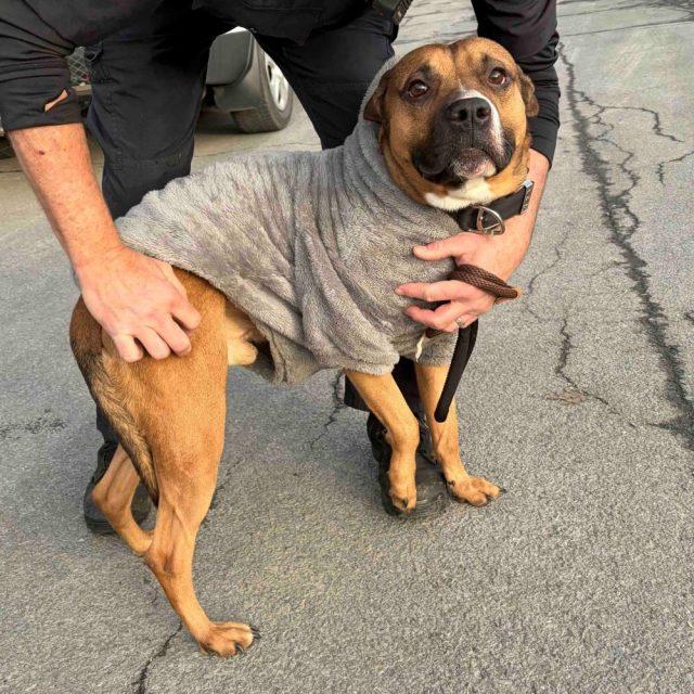 Boyd, Adoptable, Adult Male Mixed Breed.