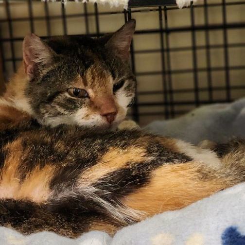 Enlarge Charlotte, a Adoptable Calico in Jackson, MO image 1/1