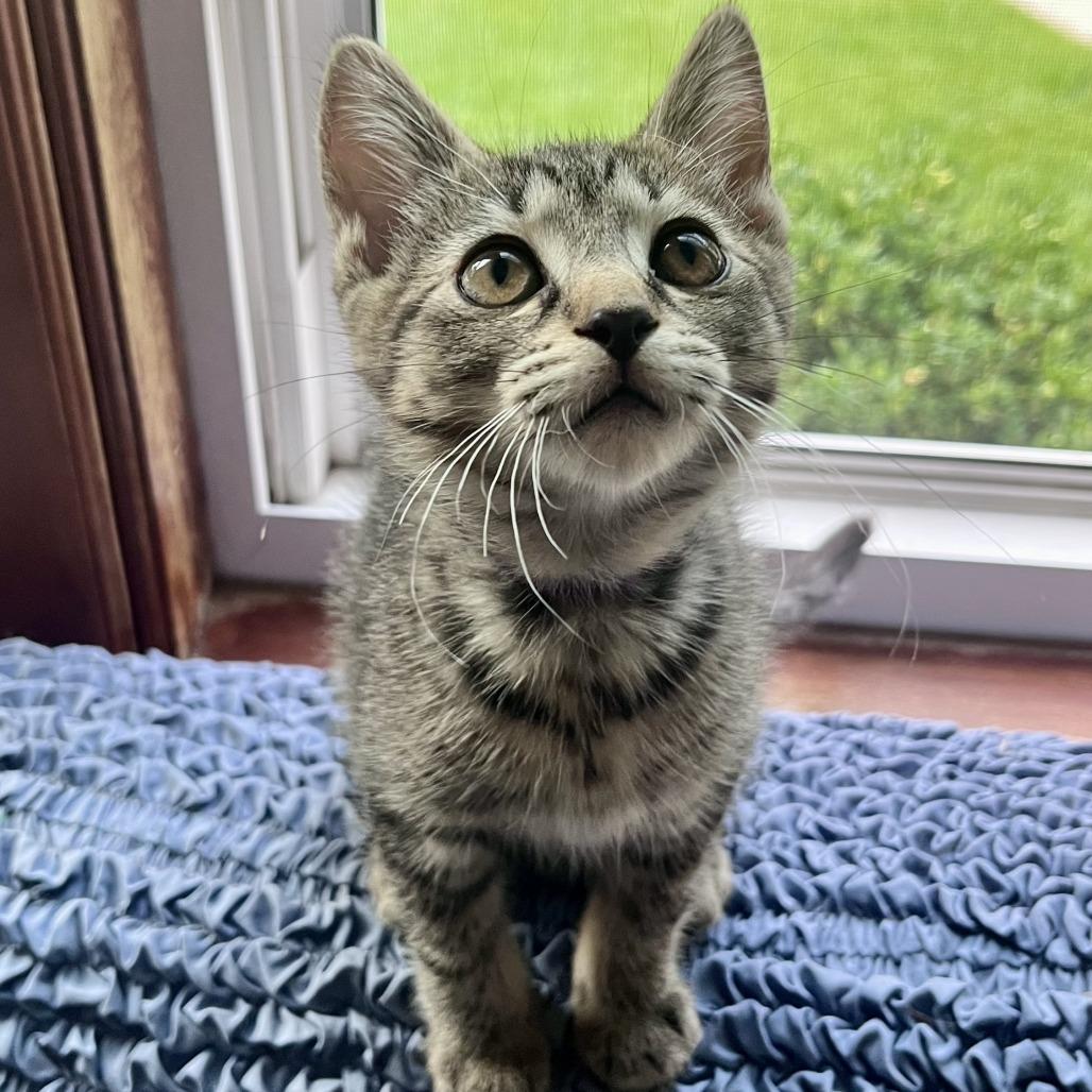 Excavator, a Adoptable Domestic Short Hair in Evanston, IL image 1/6