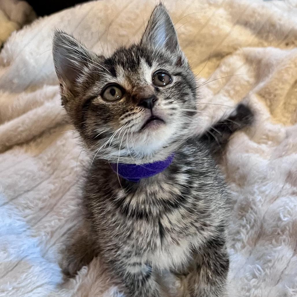 Excavator, a Adoptable Domestic Short Hair in Evanston, IL image 4/6