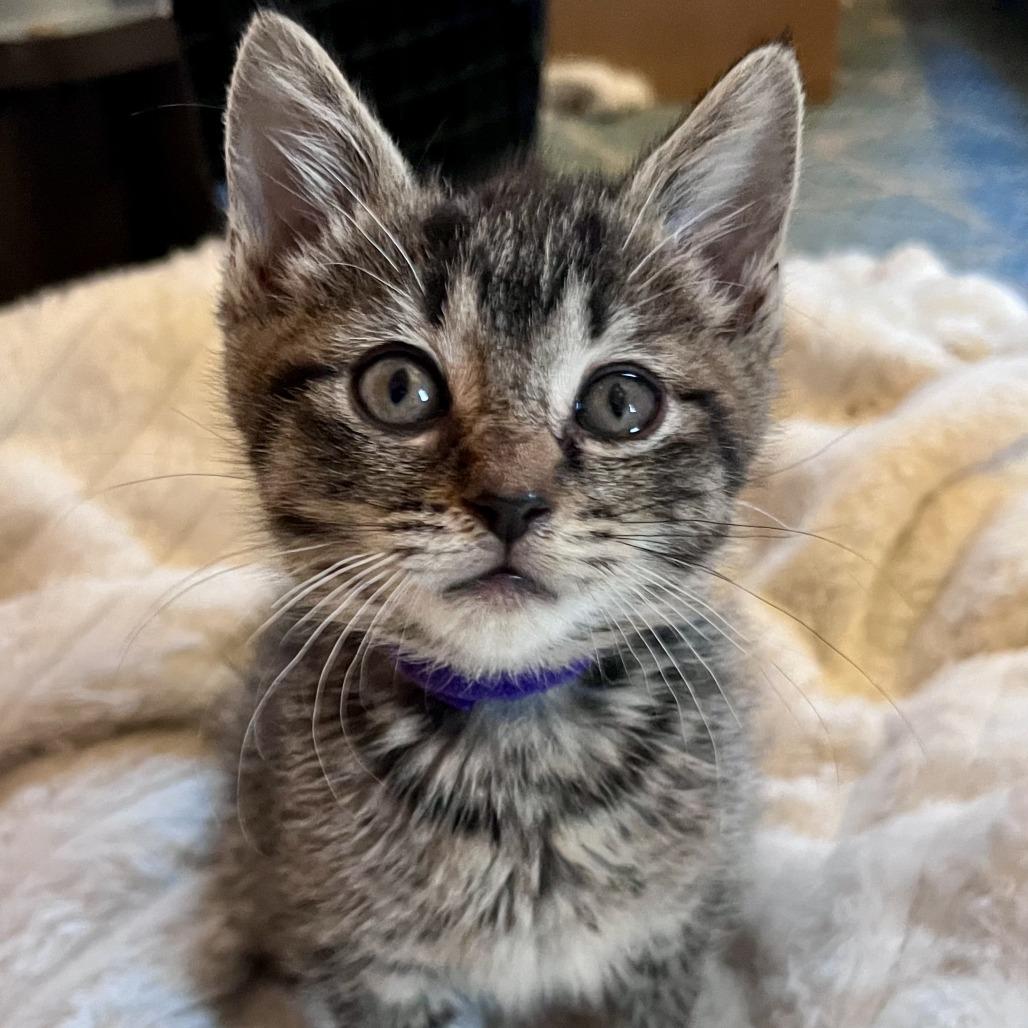 Excavator, a Adoptable Domestic Short Hair in Evanston, IL image 5/6