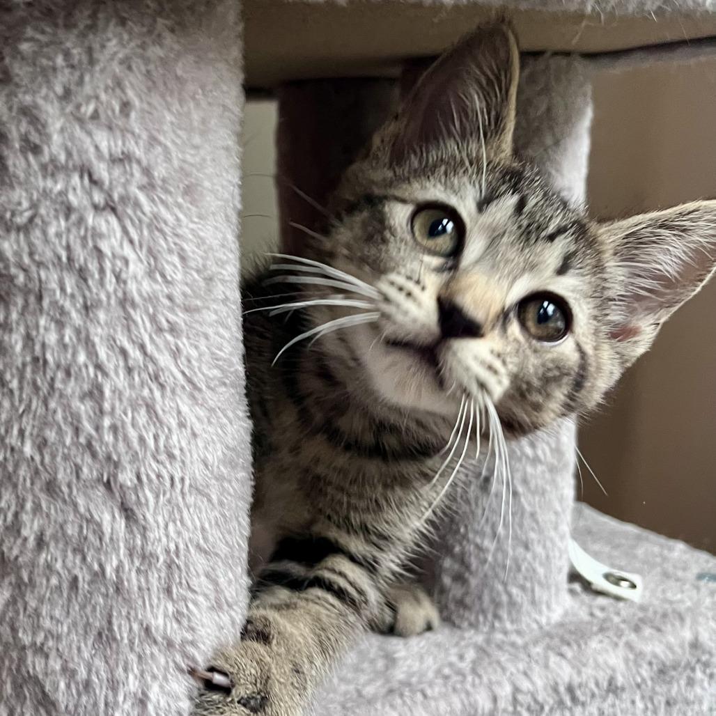 Excavator, a Adoptable Domestic Short Hair in Evanston, IL image 6/6