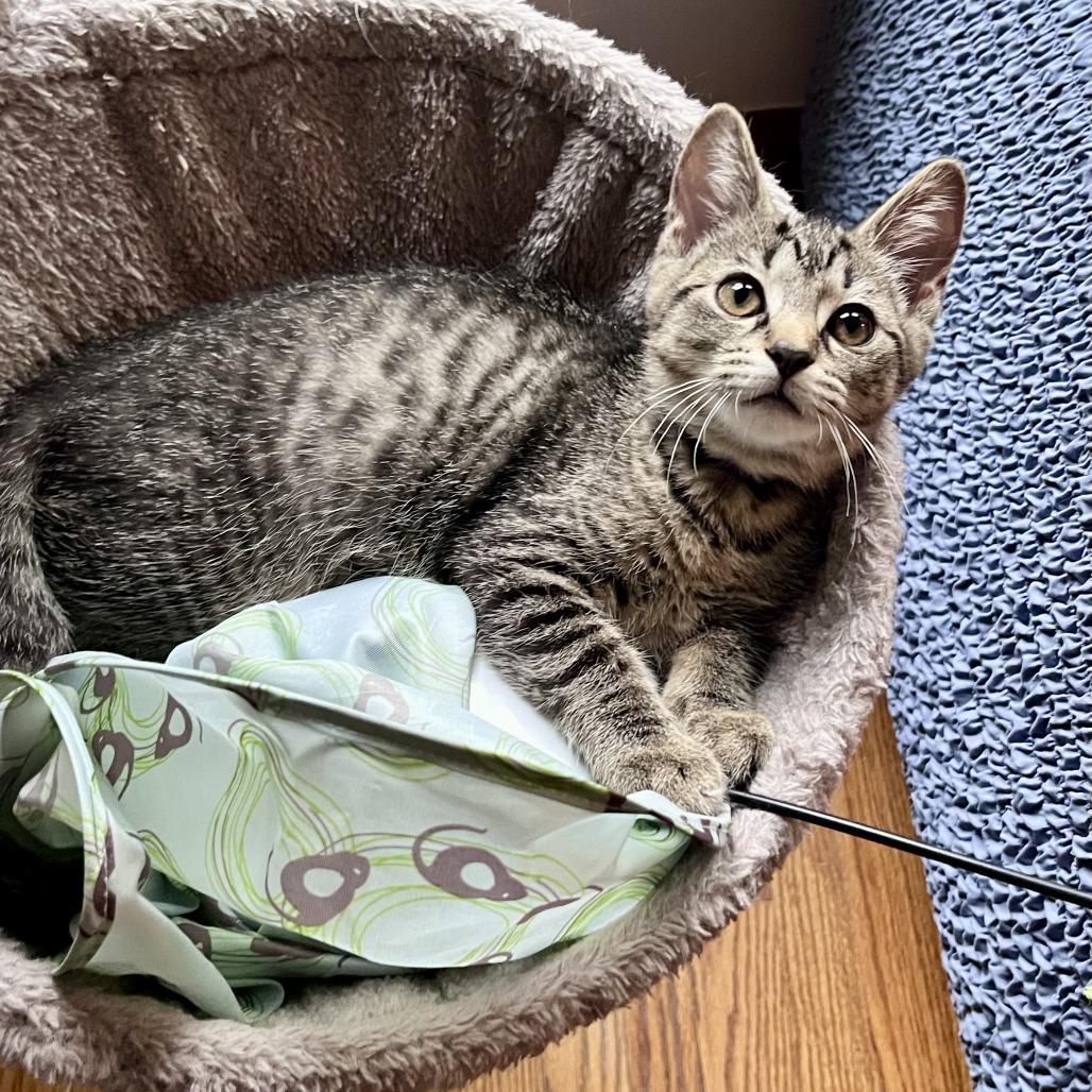 Excavator, a Adoptable Domestic Short Hair in Evanston, IL image 2/6