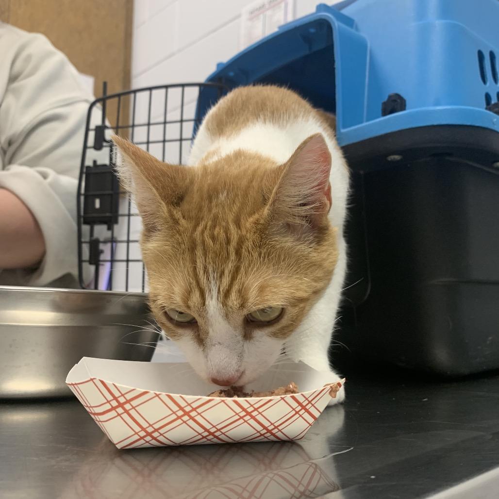 Moxie, Adoptable, Adult Female Domestic Short Hair.