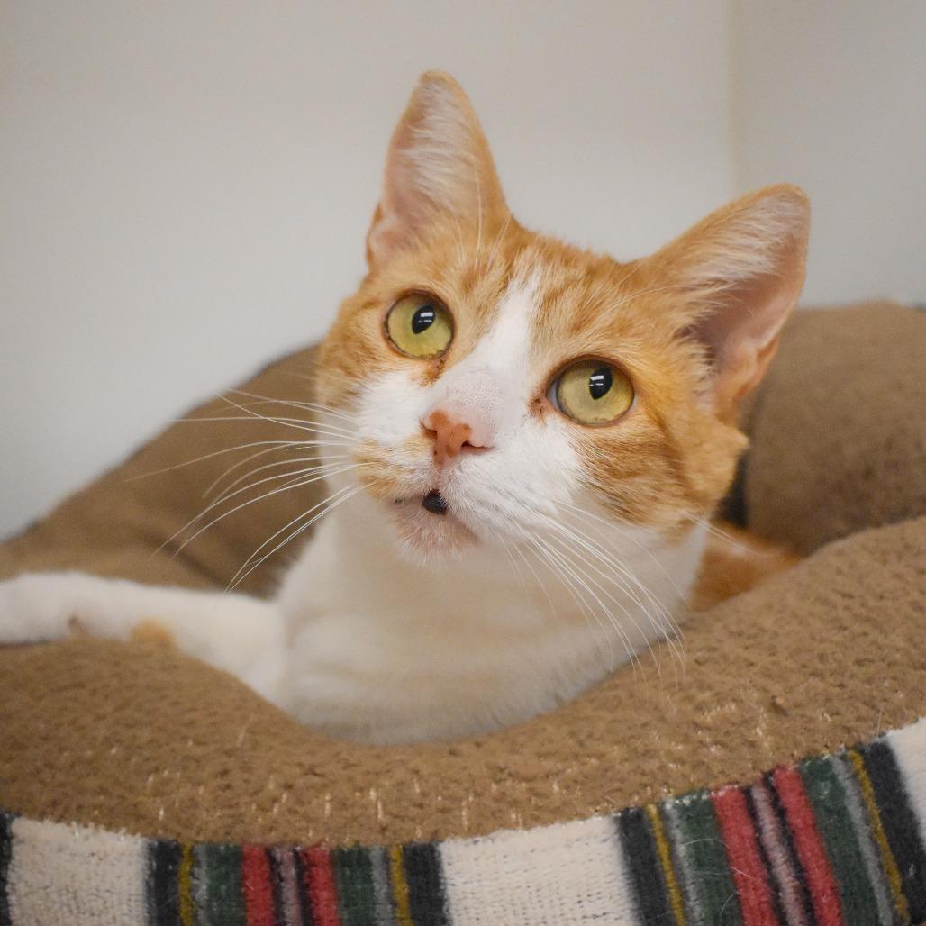 Enlarge Moxie, a Adoptable Domestic Short Hair in West Palm Beach, FL image 2/6