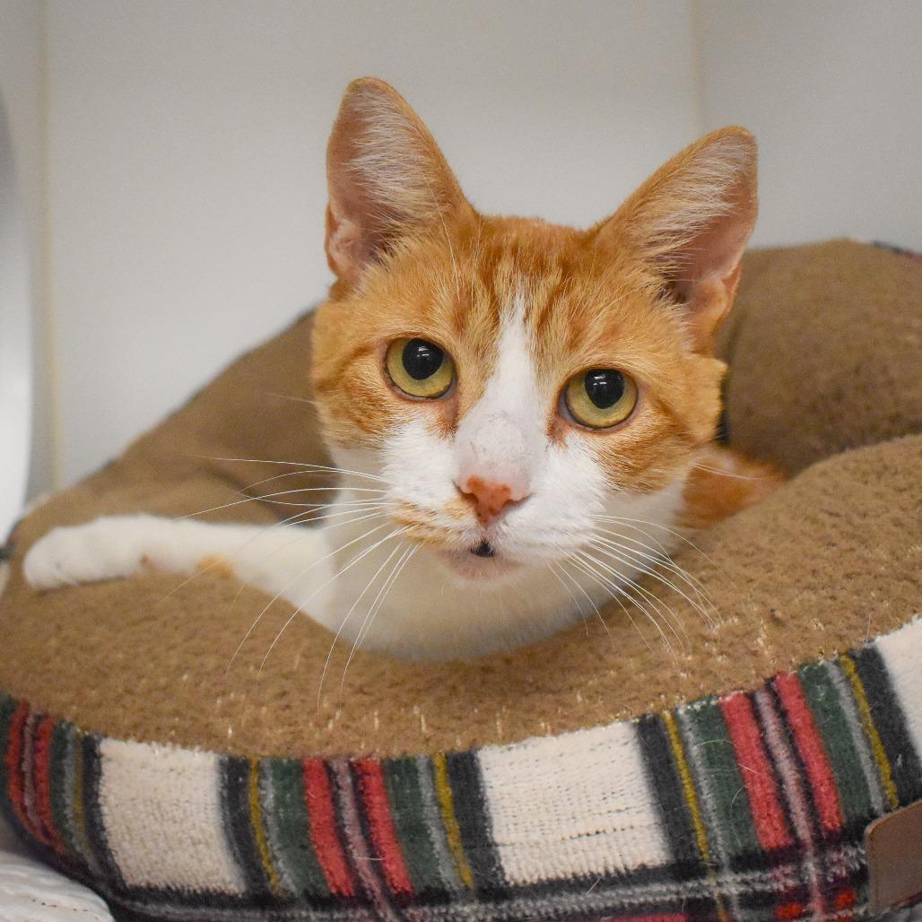 Enlarge Moxie, a Adoptable Domestic Short Hair in West Palm Beach, FL image 3/6