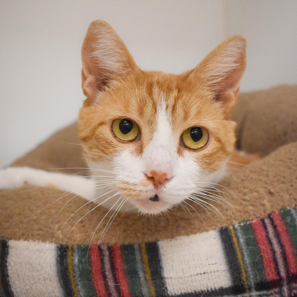 Enlarge Moxie, a Adoptable Domestic Short Hair in West Palm Beach, FL image 4/6