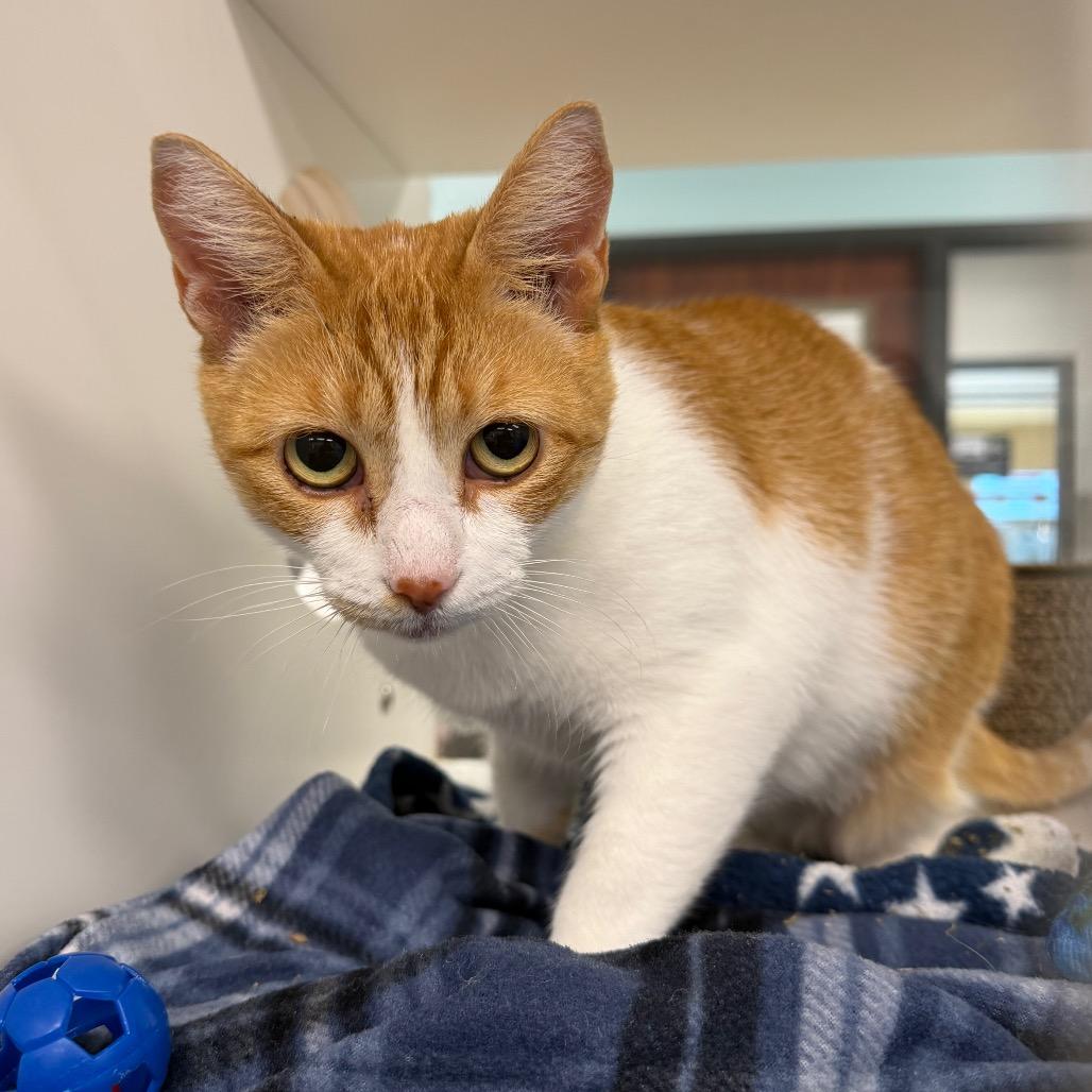 Enlarge Moxie, a Adoptable Domestic Short Hair in West Palm Beach, FL image 5/6