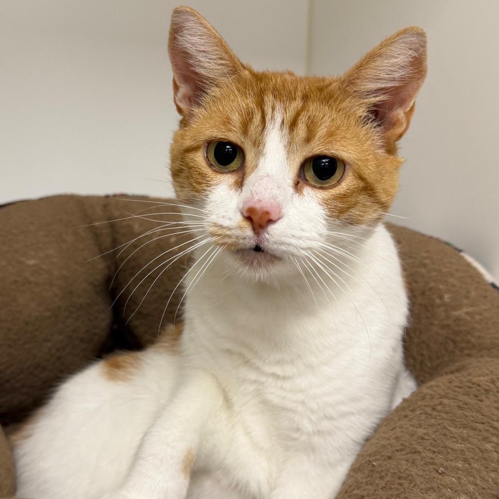 Enlarge Moxie, a Adoptable Domestic Short Hair in West Palm Beach, FL image 6/6