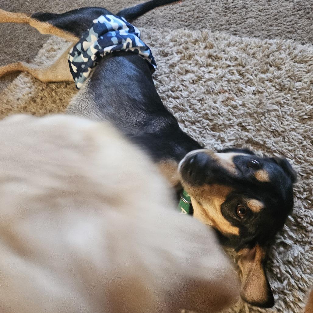 Clyde, Adoptable, Adult Male Hound.