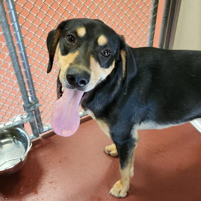 Enlarge Clyde, a Adoptable Hound in York, PA image 3/6