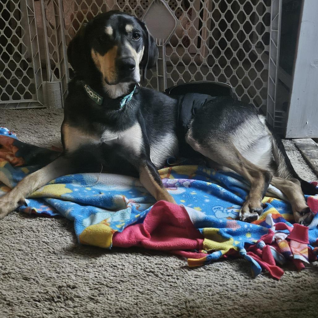 Enlarge Clyde, a Adoptable Hound in York, PA image 4/6