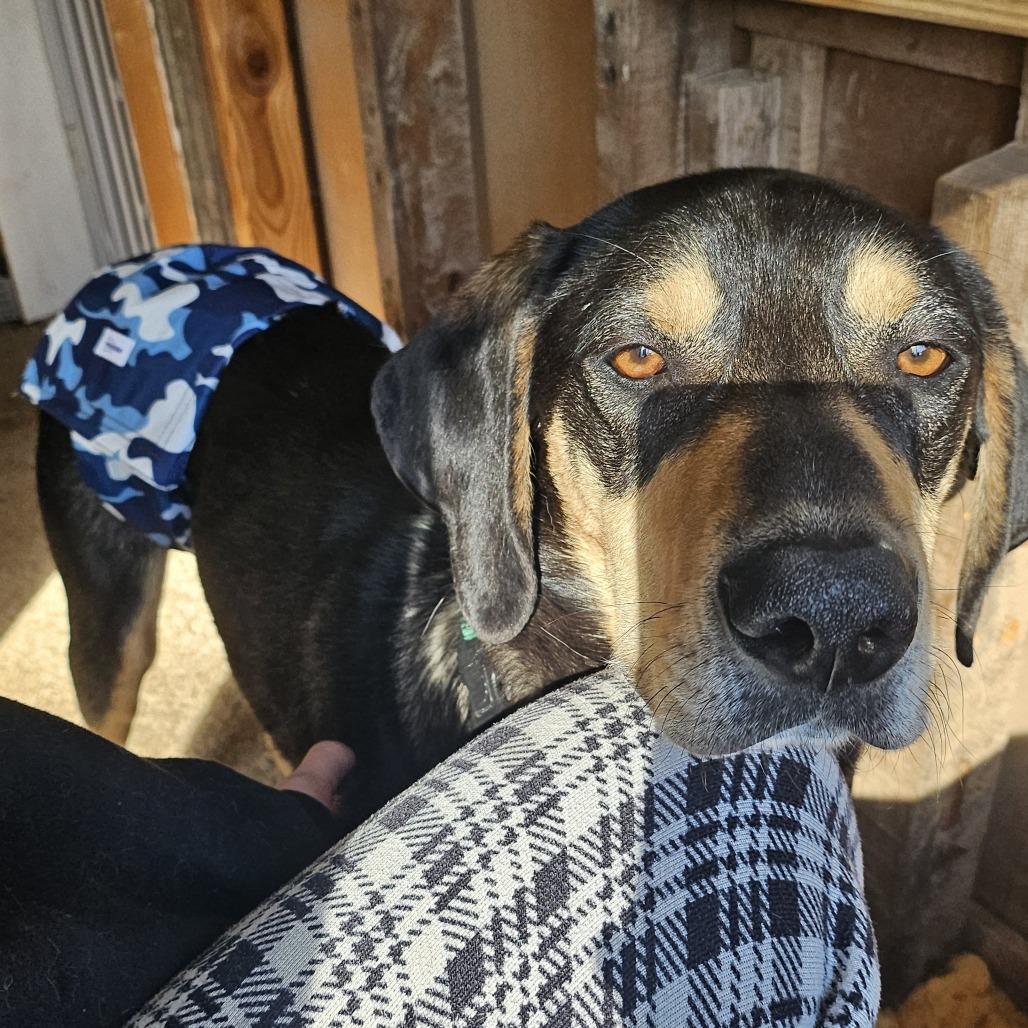 Enlarge Clyde, a Adoptable Hound in York, PA image 6/6