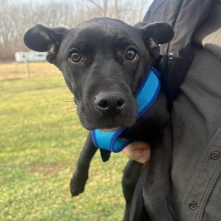Enlarge Mildred, a Adoptable mixed breed in Mooresville, IN image 1/6