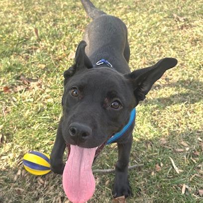 Enlarge Mildred, a Adoptable mixed breed in Mooresville, IN image 2/6