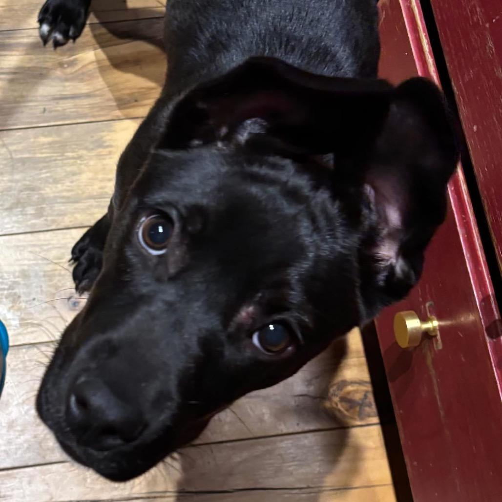 Enlarge Mildred, a Adoptable mixed breed in Mooresville, IN image 3/6