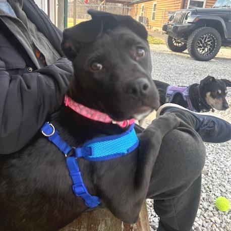 Enlarge Mildred, a Adoptable mixed breed in Mooresville, IN image 4/6