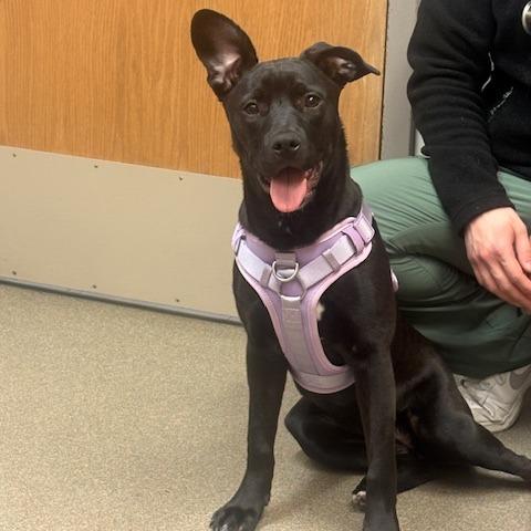 Enlarge Mildred, a Adoptable mixed breed in Mooresville, IN image 5/6