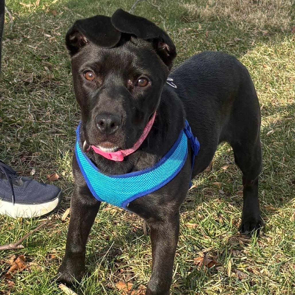 Enlarge Mildred, a Adoptable mixed breed in Mooresville, IN image 6/6