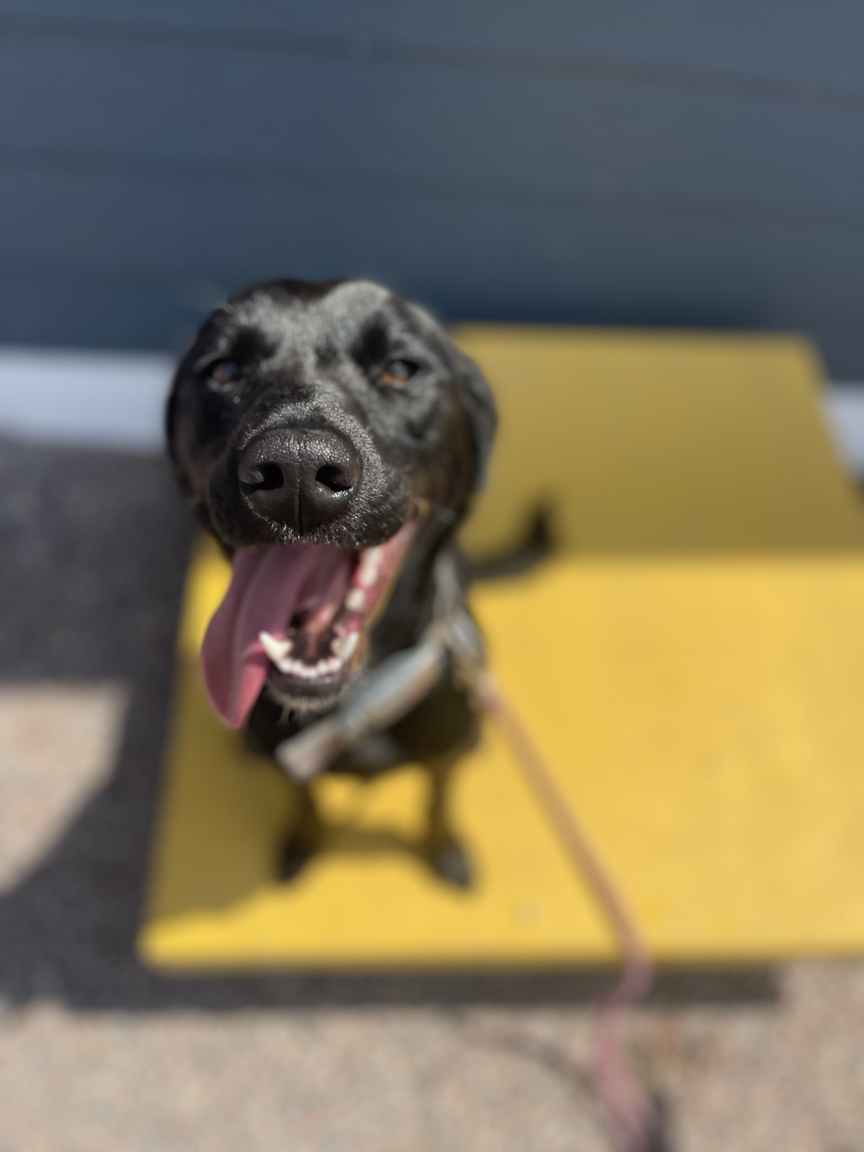 Dog for adoption Tucker Currently in Prison Training Program, a