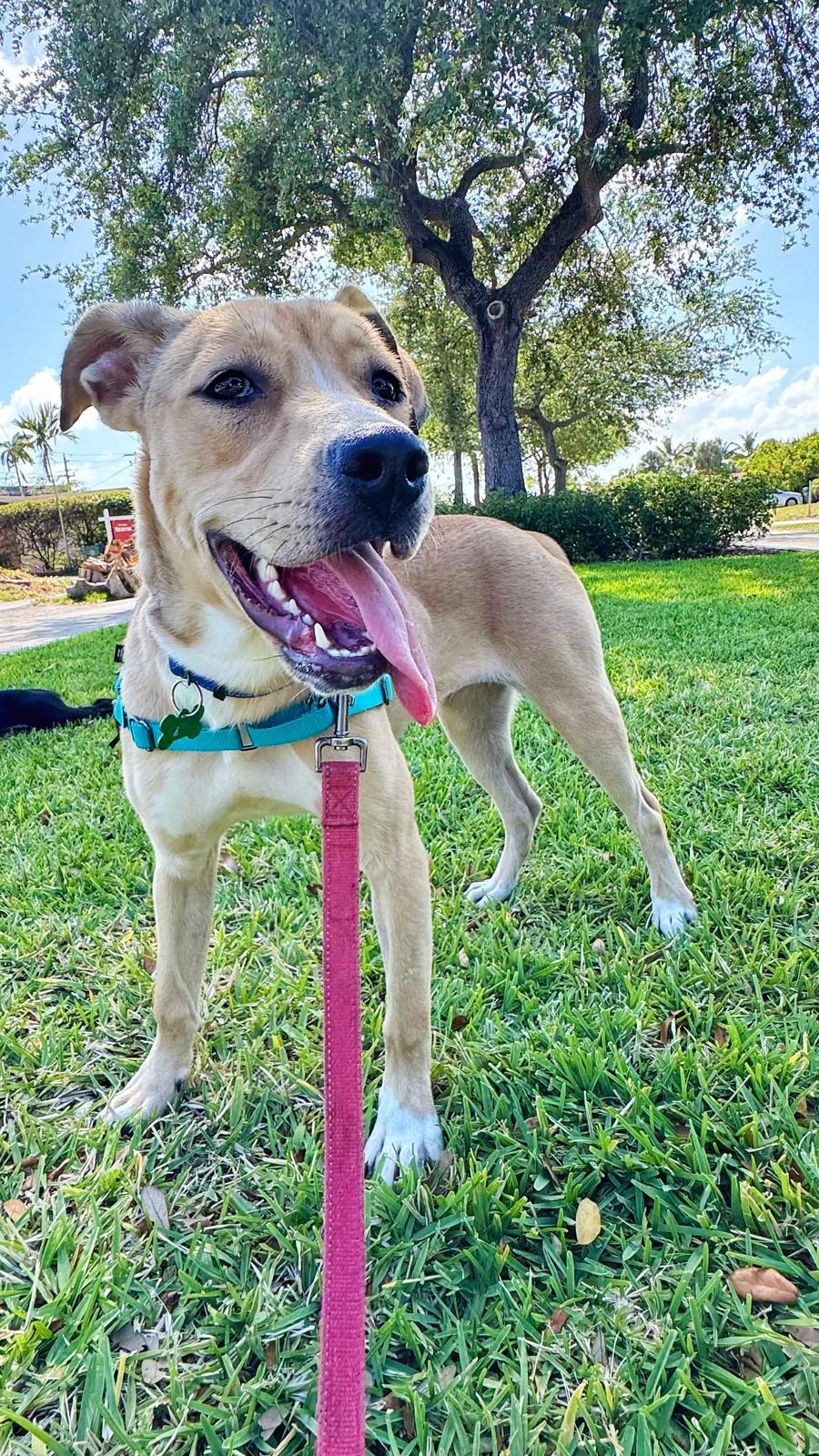 Boston, Adoptable, Young Female Yellow Labrador Retriever.