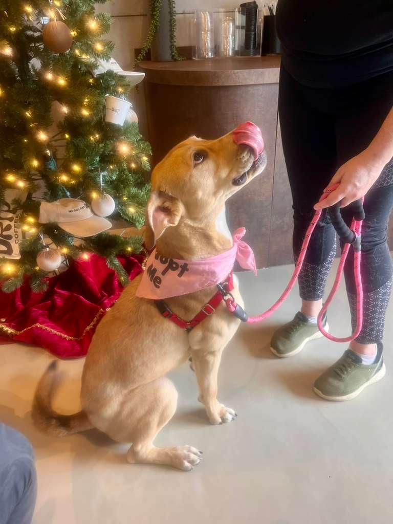 Boston, a Adoptable Yellow Labrador Retriever in Pompano Beach, FL image 1/3