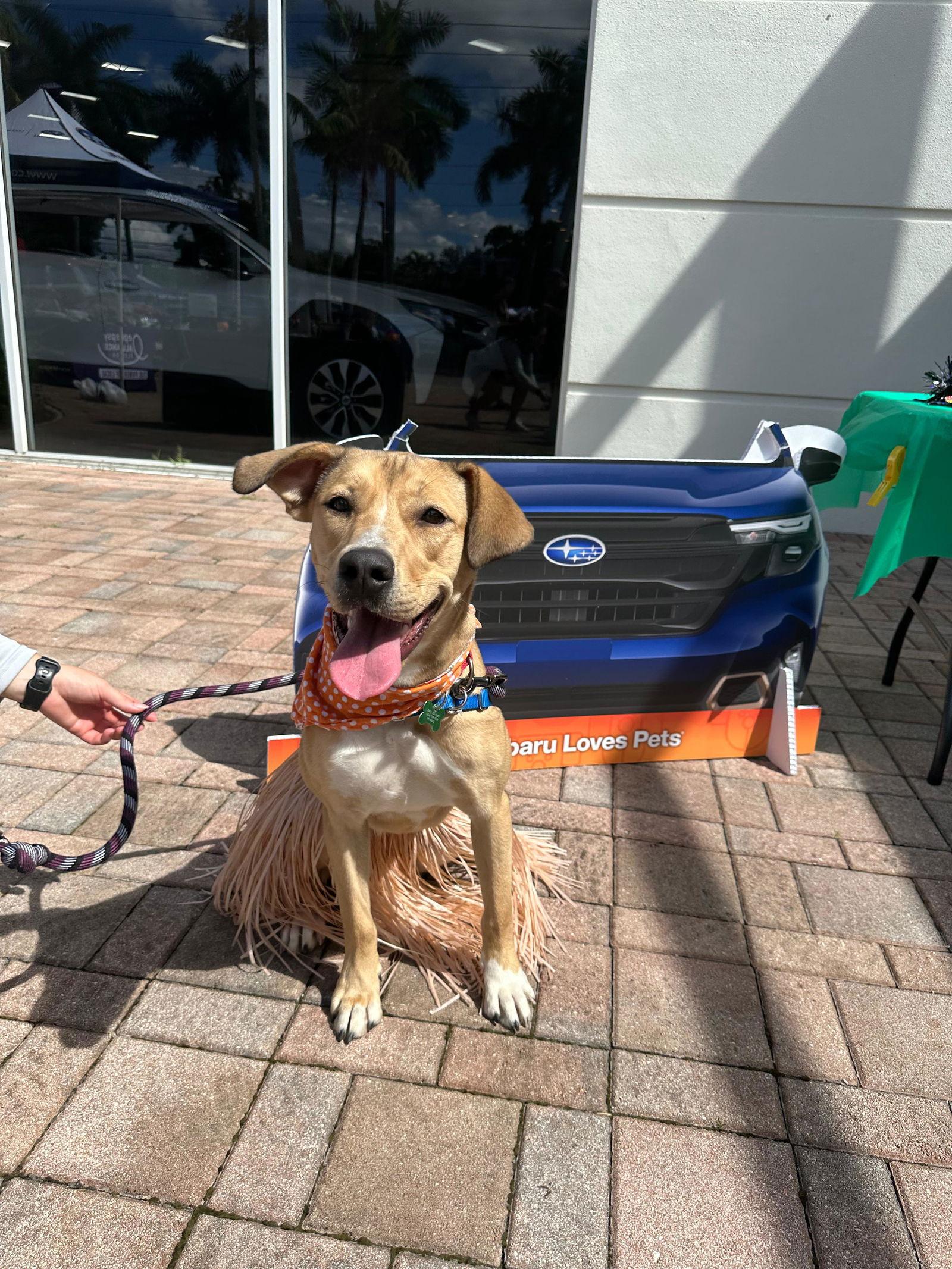 Boston, a Adoptable Yellow Labrador Retriever in Pompano Beach, FL image 2/3