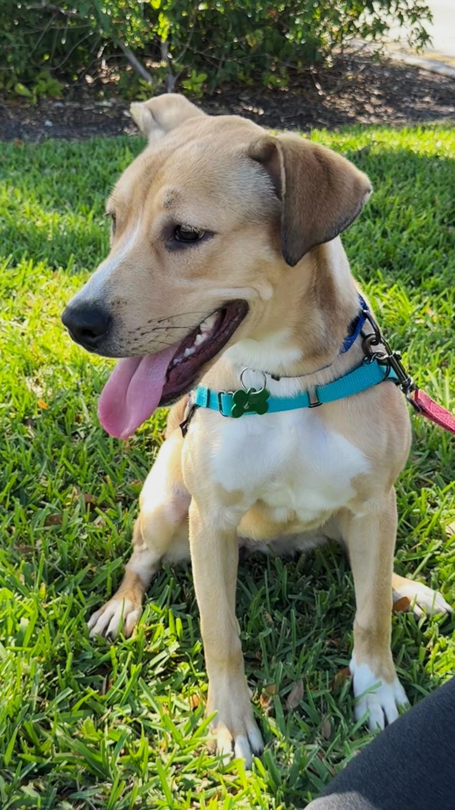 Boston, a Adoptable Yellow Labrador Retriever in Pompano Beach, FL image 3/3