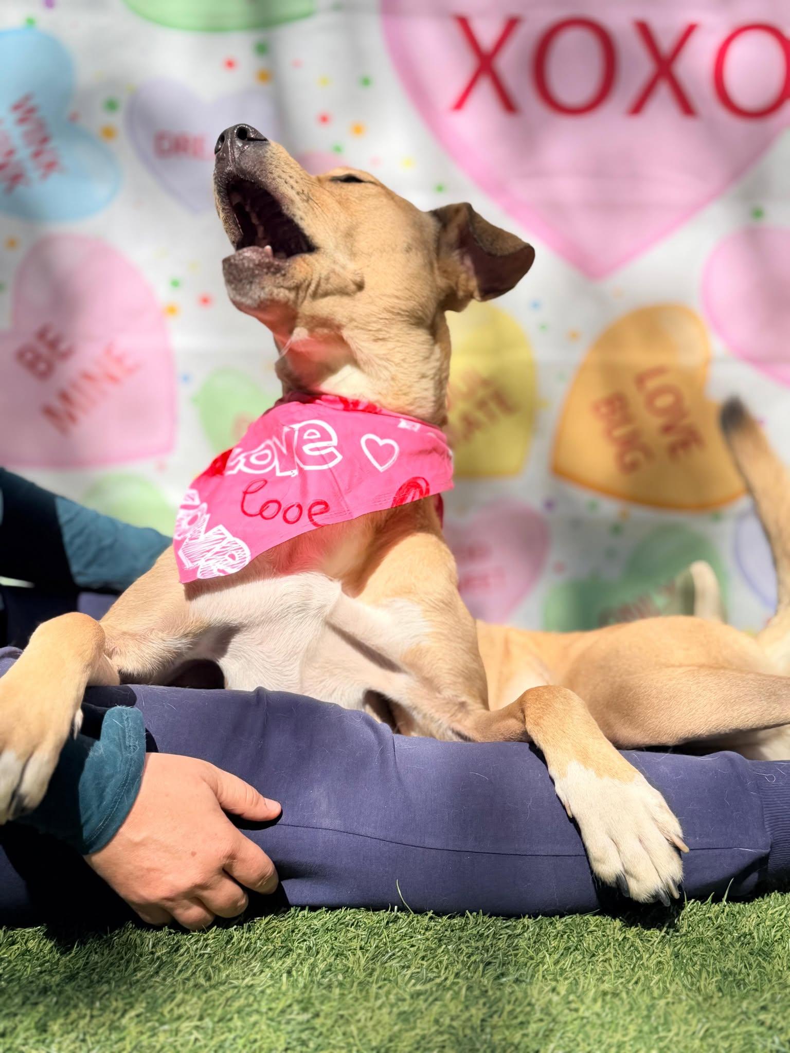 Enlarge Boston, a Adoptable Yellow Labrador Retriever in Pompano Beach, FL image 2/3