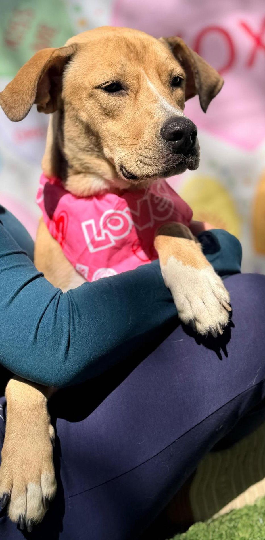 Enlarge Boston, a Adoptable Yellow Labrador Retriever in Pompano Beach, FL image 3/3